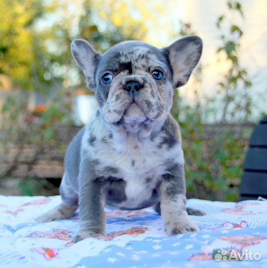 Французский бульдог щенки голубой окрас