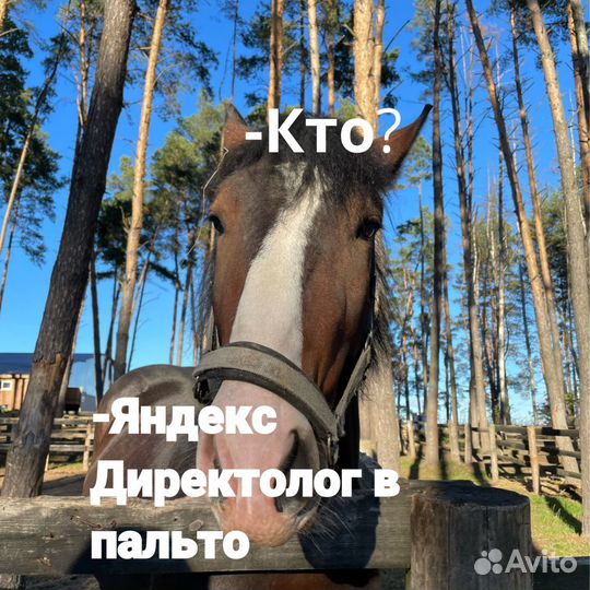 Настройка Яндекс Директ. Создание сайтов