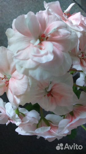 Герань сорт.махровая(цв-12см) -2 растения/под зака