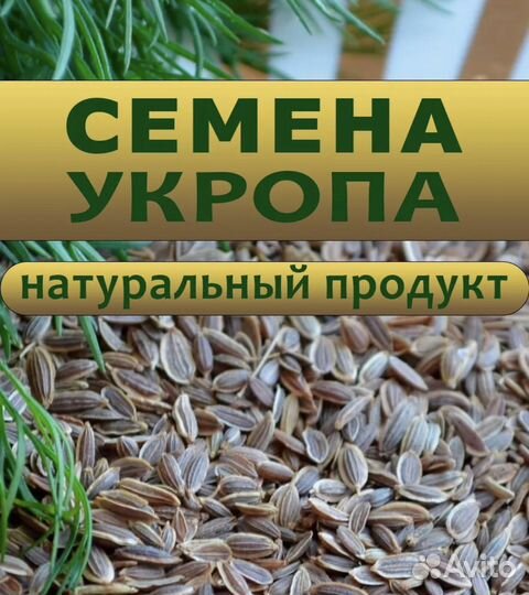 Продам семена укропа
