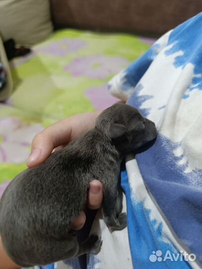 Щенки чихуахуа