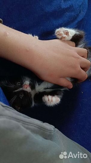 Котенок-мальчик 2 месяца
