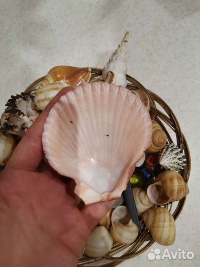 Морские ракушки
