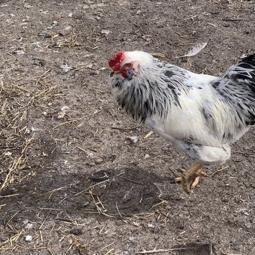 Молодые петухи доминант