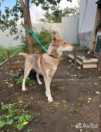 Хаски в добрые руки