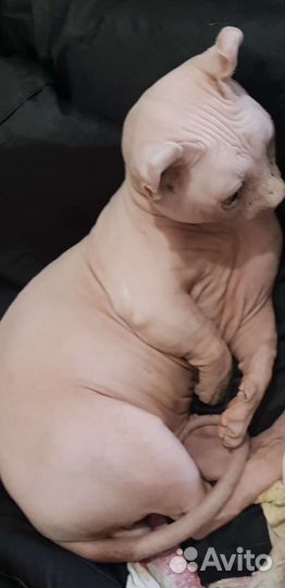 Канадский сфинкс эльф