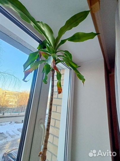 Пальма драцена Фрагранс Голден Кост живая