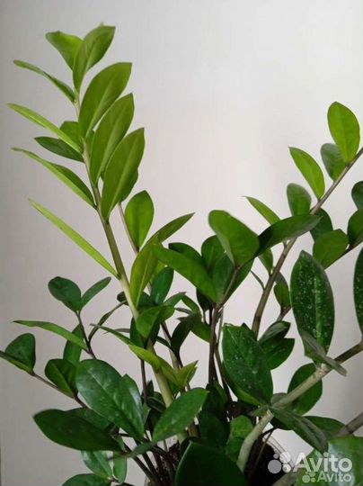 Замиокулькас