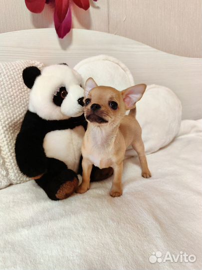 Щенки чихуахуа
