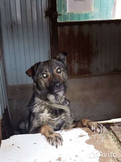 Слепой Семрик не выживет в приюте
