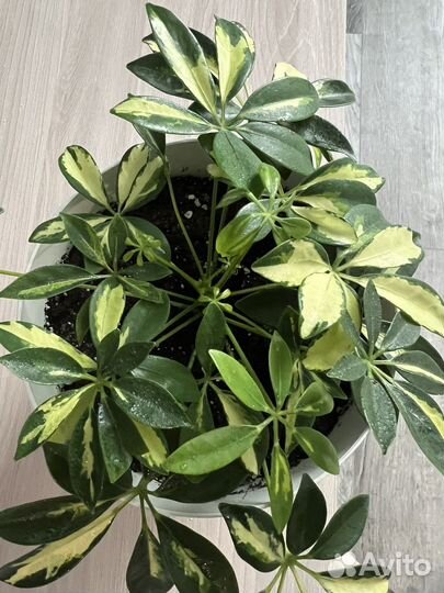 Комнатные цветы шефлера