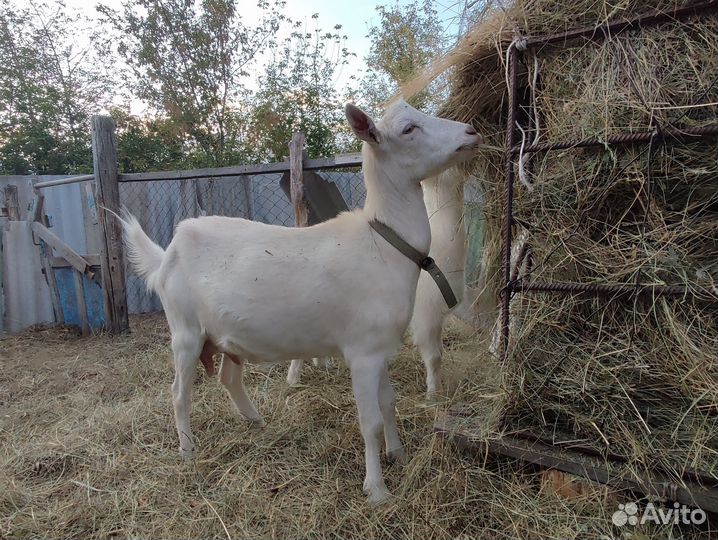 Коза дойная
