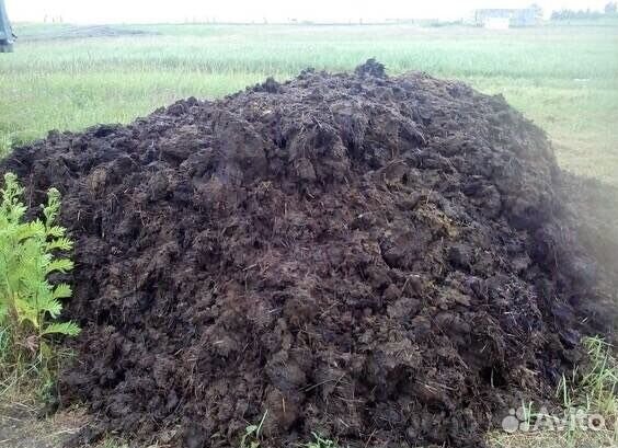 Новоз, чернозем