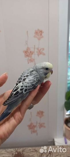 Птенцы волнистый попугай