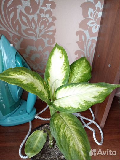 Комнатные цветы