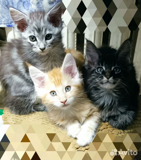 Кошки мейн-кун