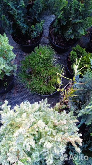 Питомник хвойных растений