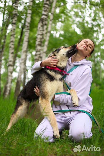 Собака в добрые ручки
