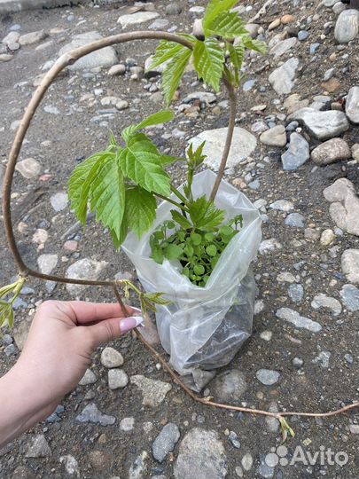 Девичий виноград