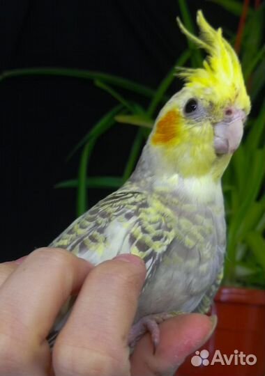 Попугай корелла 2,5 мес и выкормыши