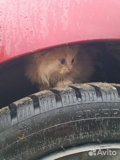 Котенок в добрые руки