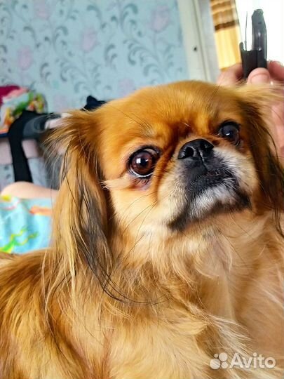 Щенки пекинеса