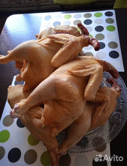 Курочки домашние