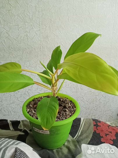 Филодендроны сортовые