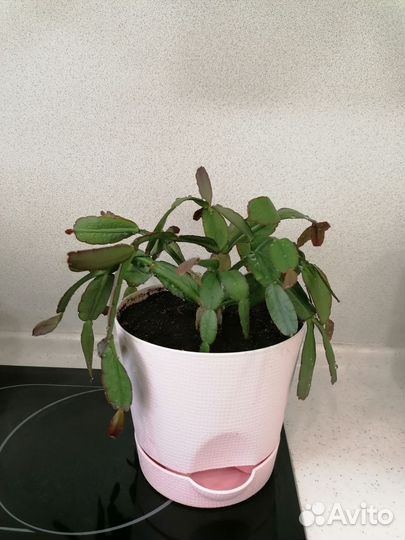 Рипсалидопсис