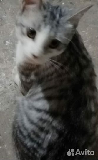 Найдена кошка