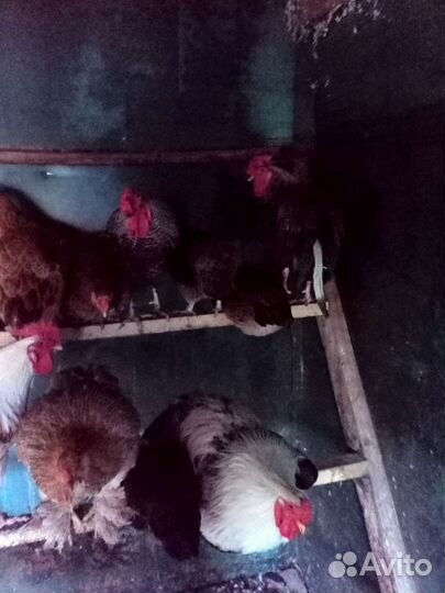 Петухи продаю