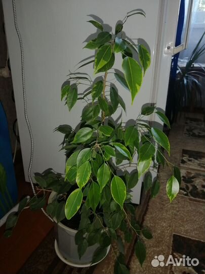 Фикус бенджамина