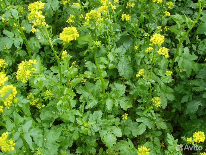 Сидерат горчица белая