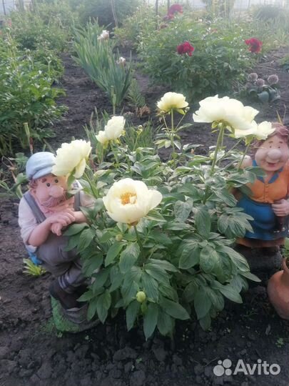 Пионы