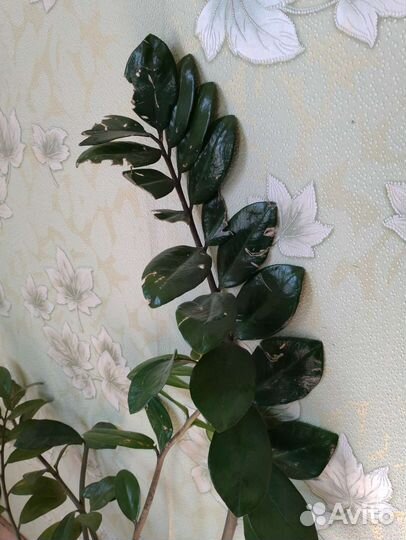 Замиокулькас.Доллоровое дерево