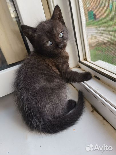 Котенок мальчик серый