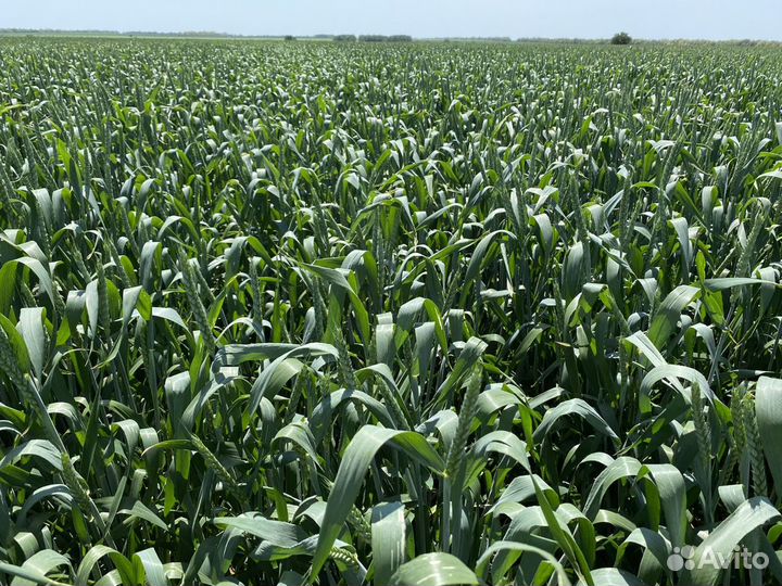 Элитные семена пшеницы