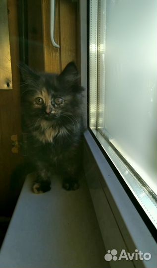 Котенок девочка