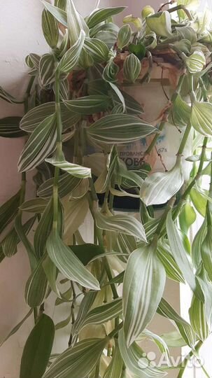 Традесканция