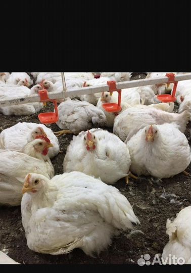 Куры бройлеры