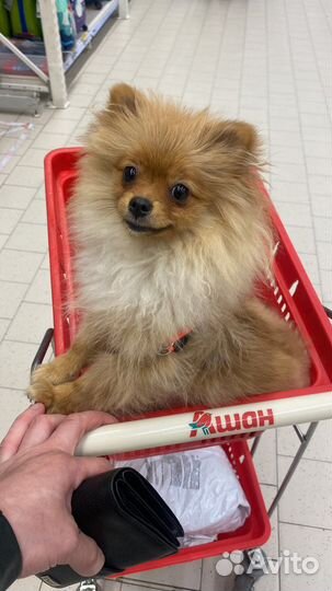 Померанский шпиц мини девочка