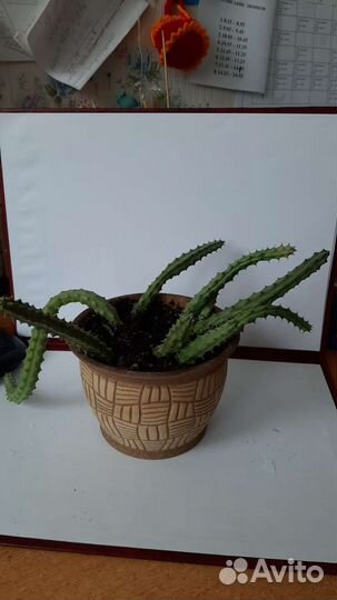 Кактусы и суккуленты