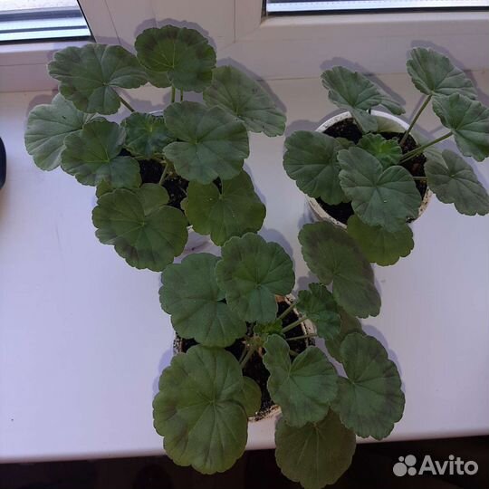 Герань пеларгония