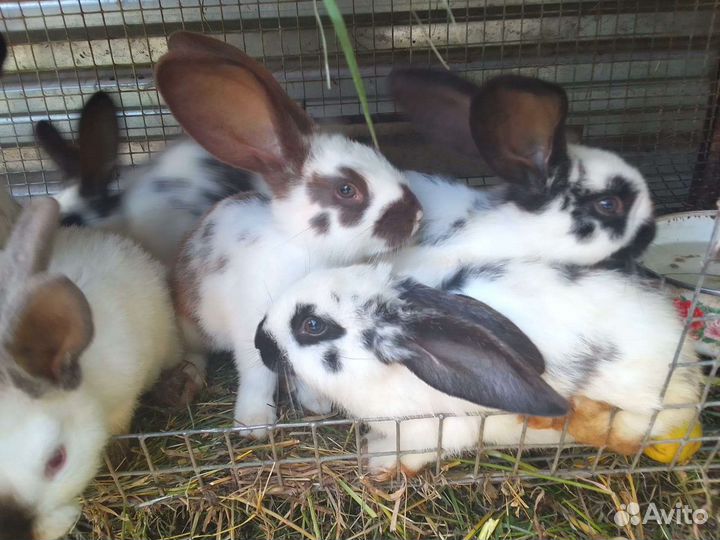 Немецкий строкач