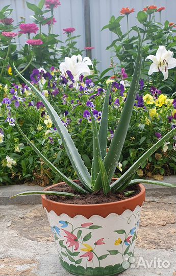 Продам цветы комнатные