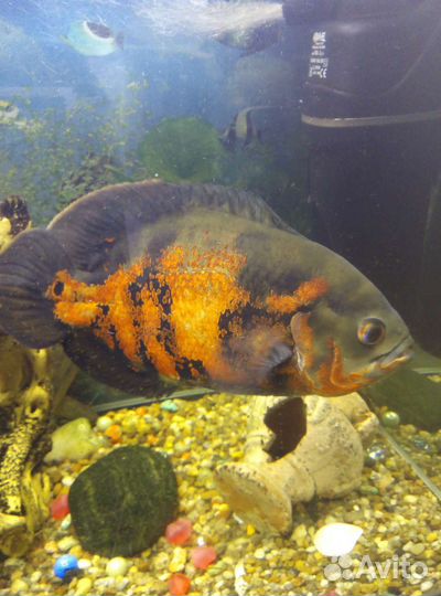 Астронотус тигровый