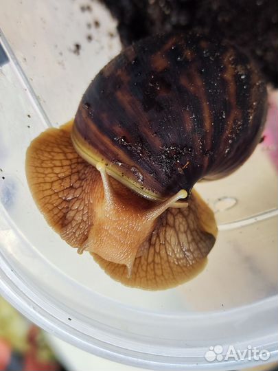 Улитки ахатины