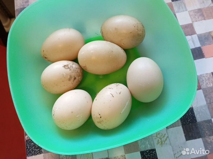 Яйца для инкубации мускусной утки