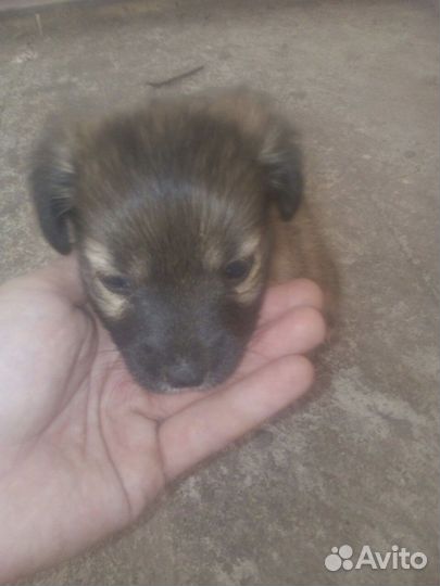 Отдам щенков