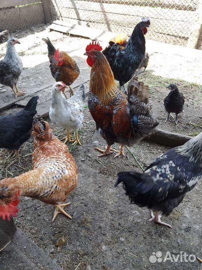 Петухи